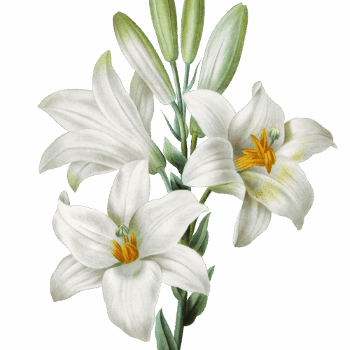 My contribution to support the Catholic Faith