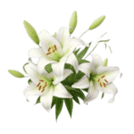 Easter_Lily_PNG-300X300-removebg-preview